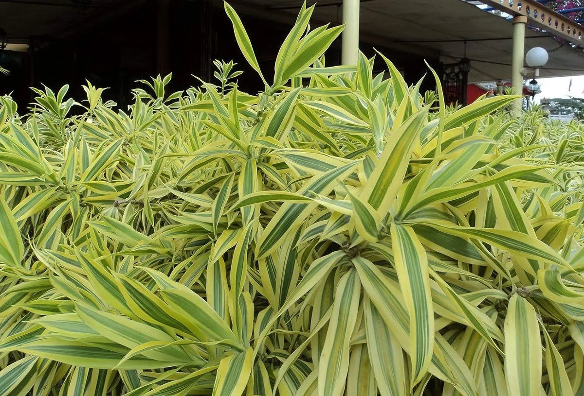 6 Inch Pot Dracaena Reflexa Indoor Plant K57690