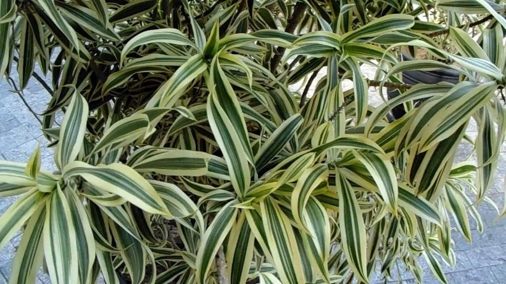 6 Inch Pot Dracaena Reflexa Indoor Plant K57690
