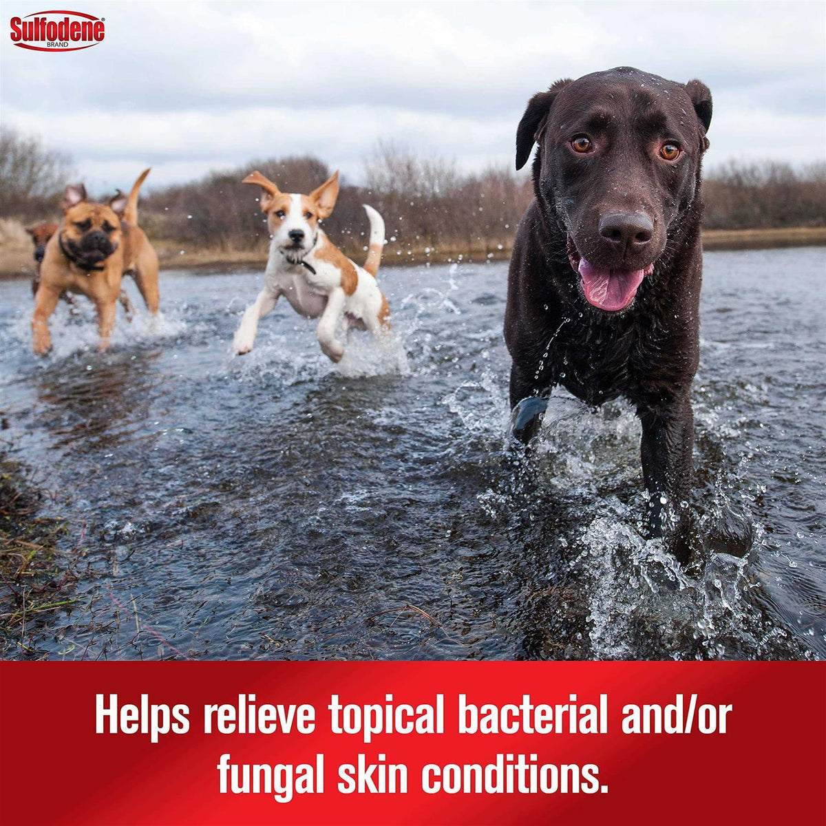 Dog Ointment U7069
