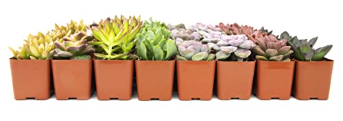 20 Pack Assorted Potted Succulent Plants in Cacti and Succulent Soil Mix O387528