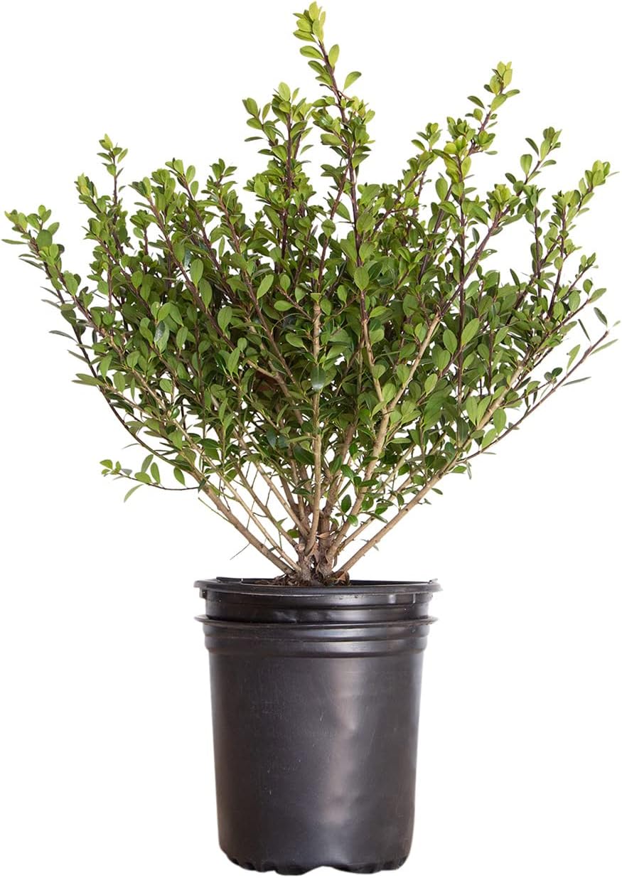 Compacta Japanese Holly Ilex (2.5 Quart) Live Evergreen Landscaping Shrub N254574