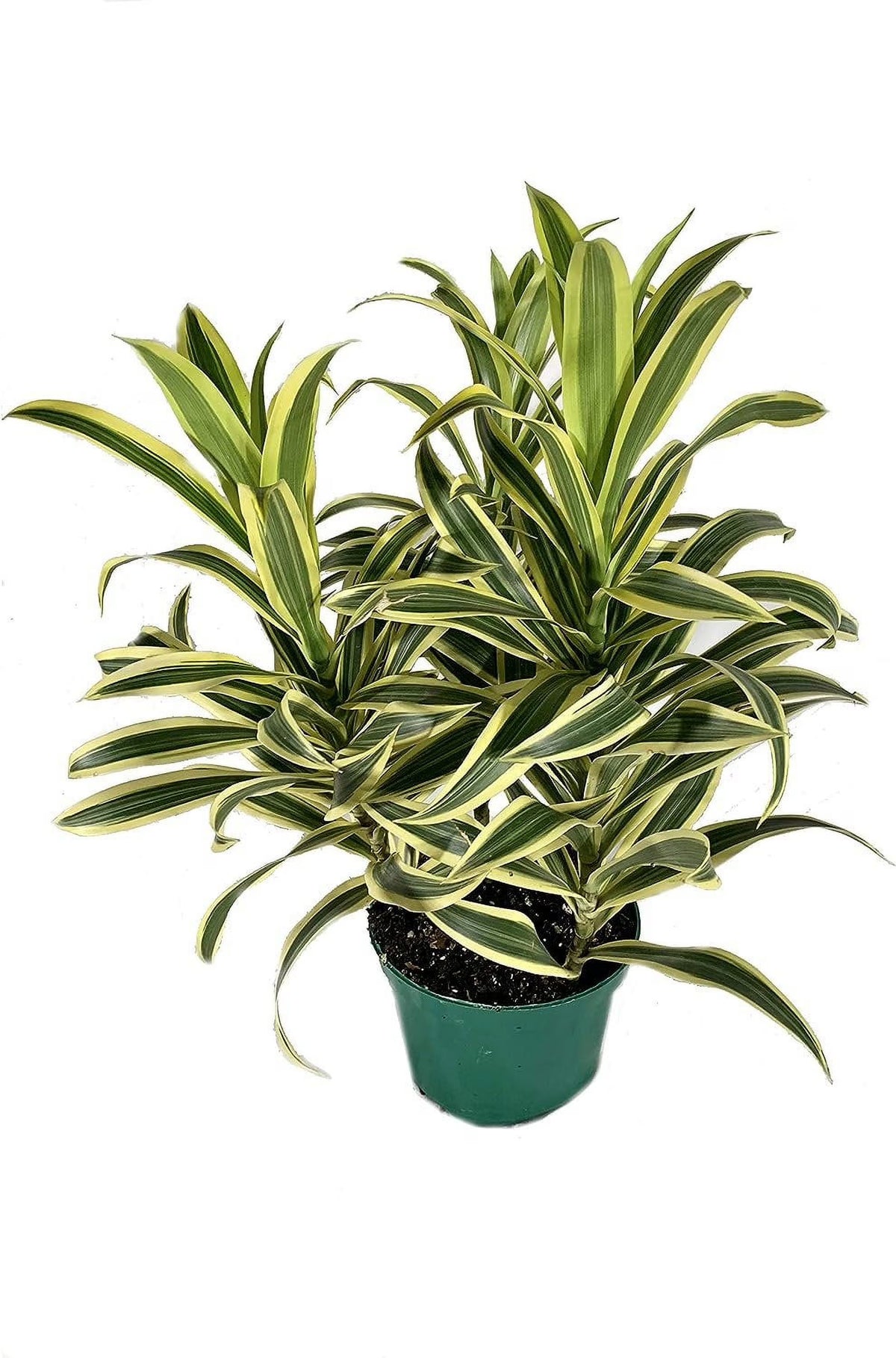 6 Inch Pot Dracaena Reflexa Indoor Plant K57690