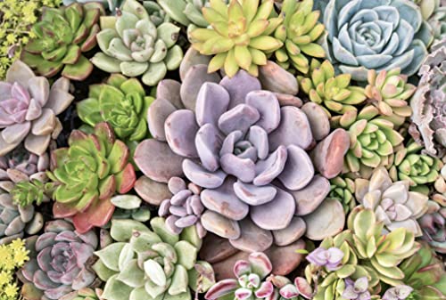 20 Pack Assorted Potted Succulent Plants in Cacti and Succulent Soil Mix O387528