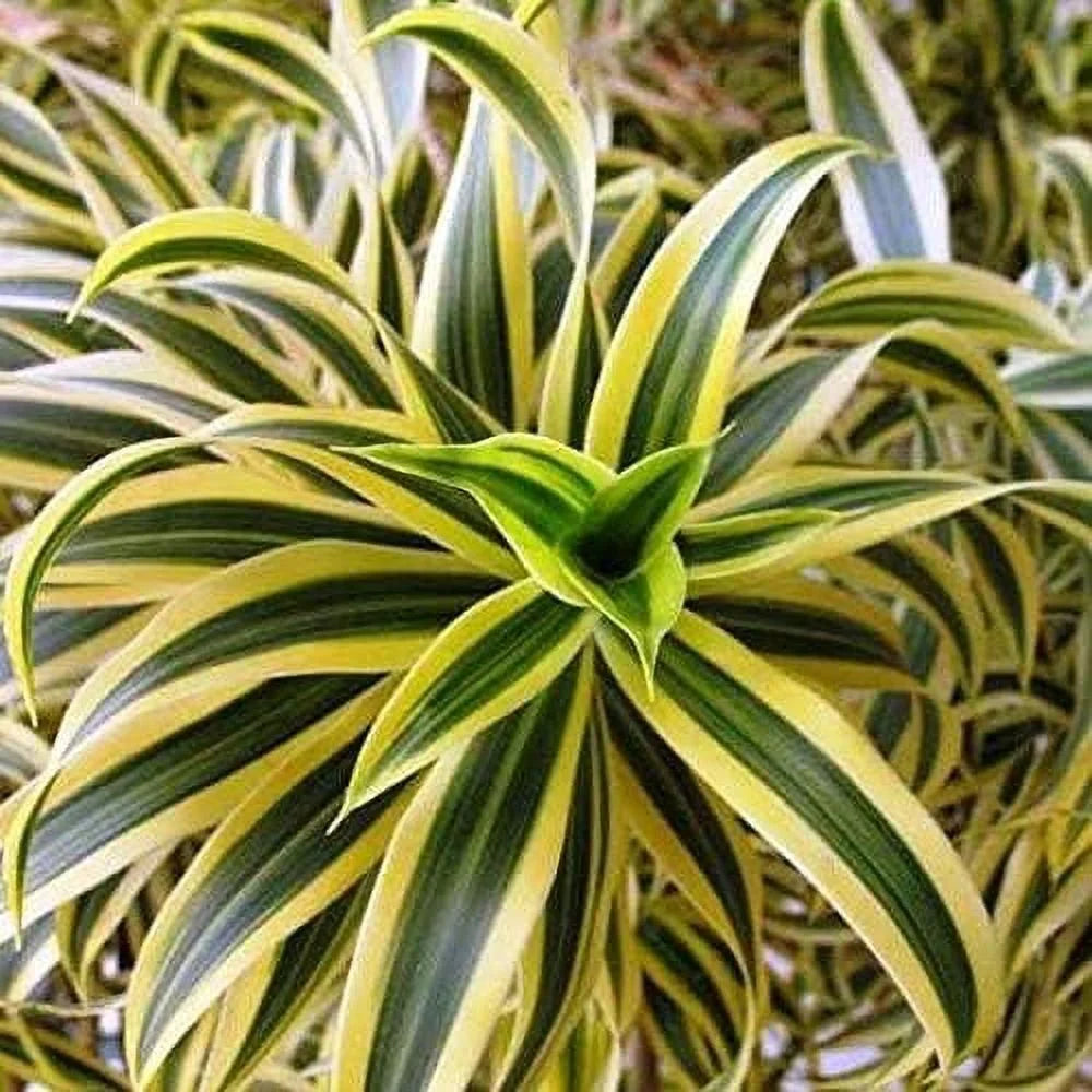 6 Inch Pot Dracaena Reflexa Indoor Plant K57690