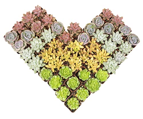20 Pack Assorted Potted Succulent Plants in Cacti and Succulent Soil Mix O387528