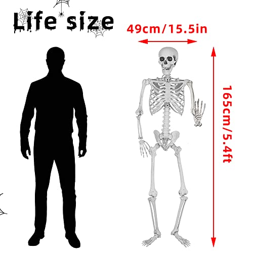 5.4Ft Life Size Skeleton with Movable Joints W1779