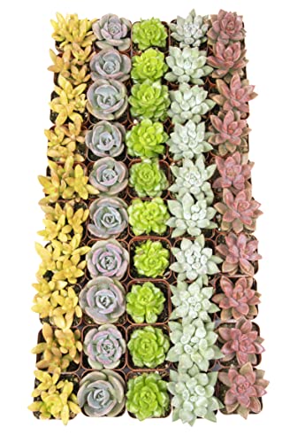 20 Pack Assorted Potted Succulent Plants in Cacti and Succulent Soil Mix O387528