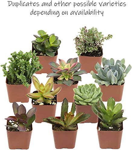 20 Pack Assorted Potted Succulent Plants in Cacti and Succulent Soil Mix O387528