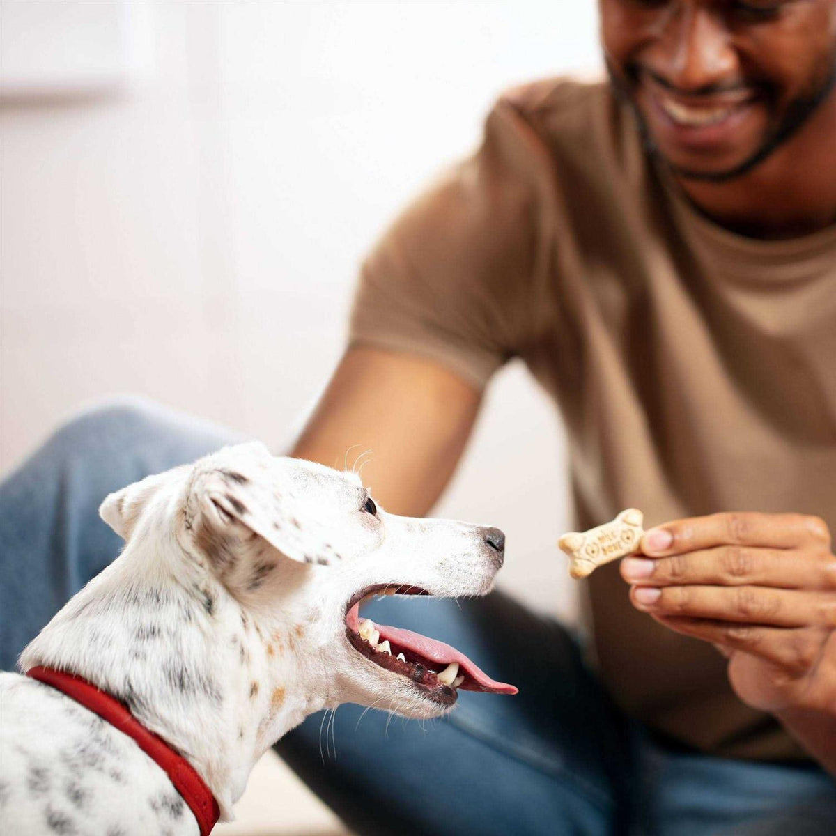 Mini Dog Biscuits U248199