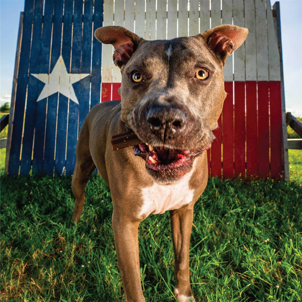 Grain Free Dental Chew Sticks W49336