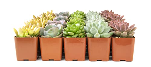 20 Pack Assorted Potted Succulent Plants in Cacti and Succulent Soil Mix O387528