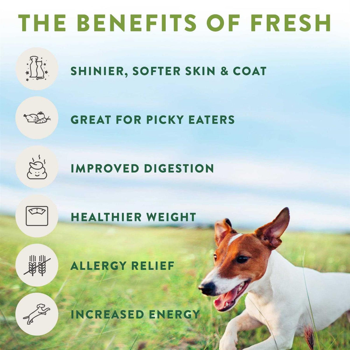 Freshpet Select Dog Food Tender Chicken Recipe A27166