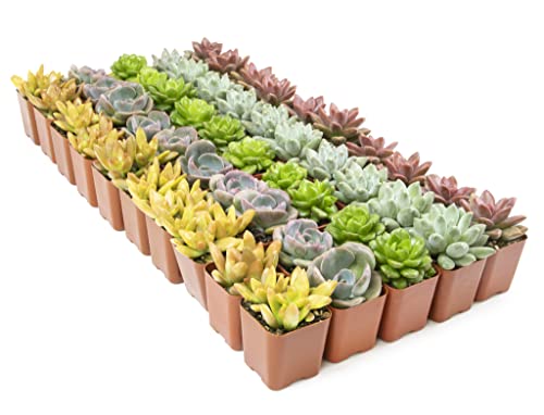 20 Pack Assorted Potted Succulent Plants in Cacti and Succulent Soil Mix O387528