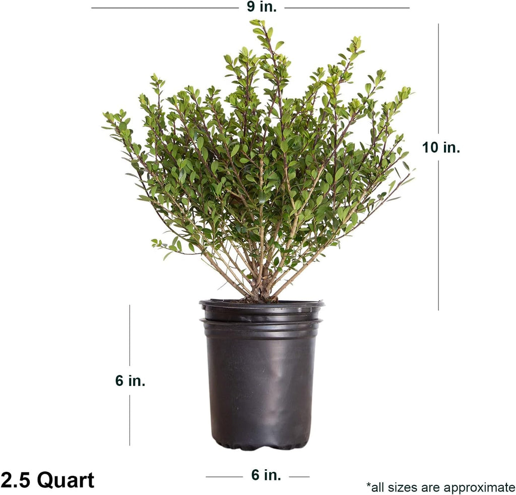 Compacta Japanese Holly Ilex (2.5 Quart) Live Evergreen Landscaping Shrub N254574