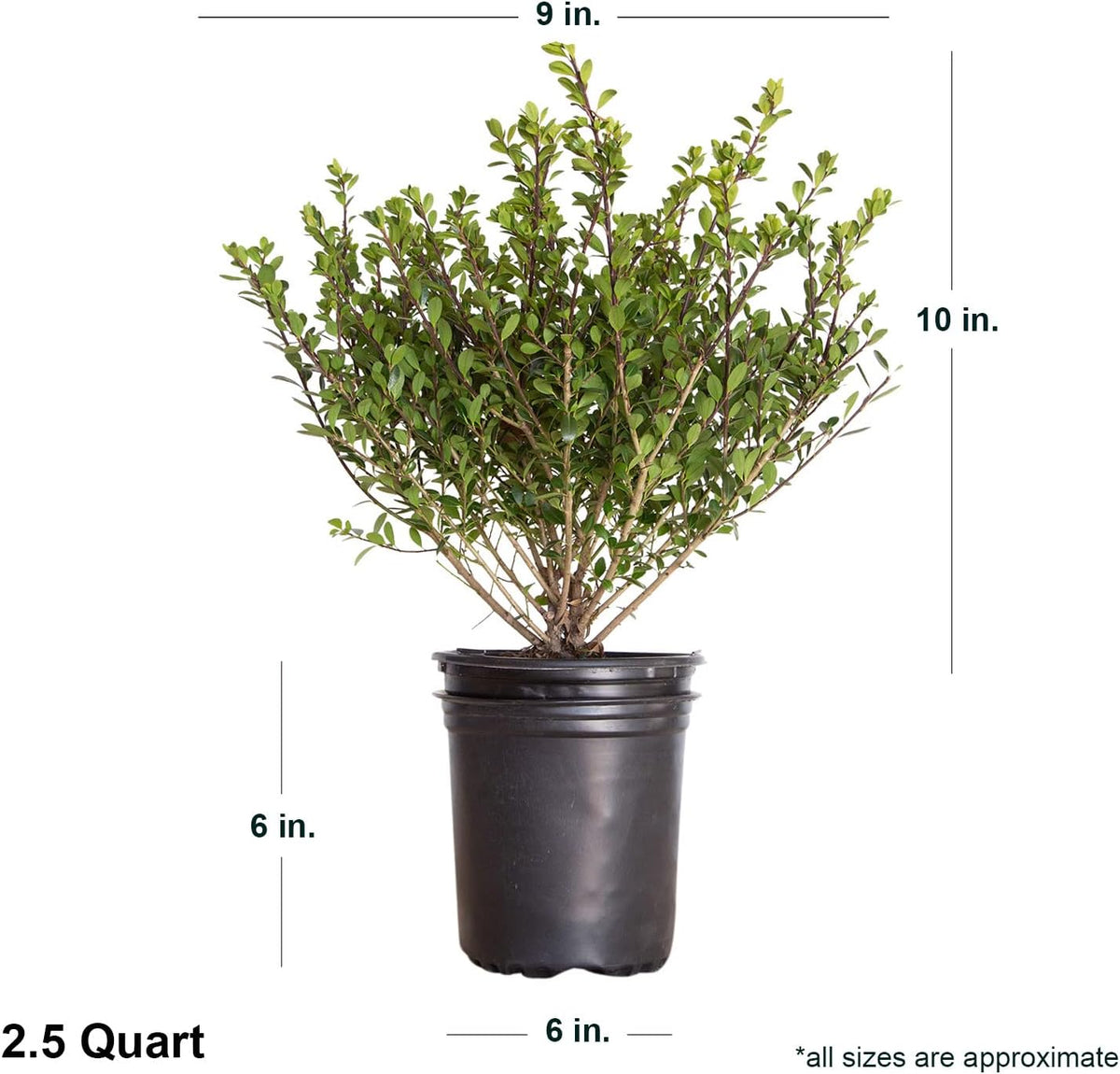 Compacta Japanese Holly Ilex (2.5 Quart) Live Evergreen Landscaping Shrub N254574