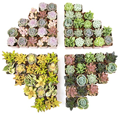 20 Pack Assorted Potted Succulent Plants in Cacti and Succulent Soil Mix O387528