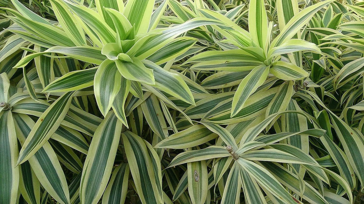 6 Inch Pot Dracaena Reflexa Indoor Plant K57690