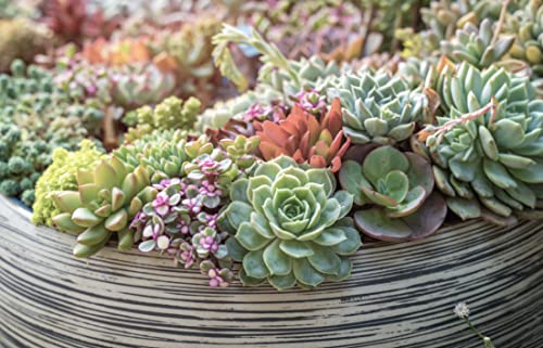 20 Pack Assorted Potted Succulent Plants in Cacti and Succulent Soil Mix O387528