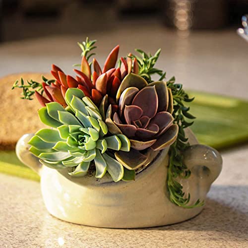 20 Pack Assorted Potted Succulent Plants in Cacti and Succulent Soil Mix O387528