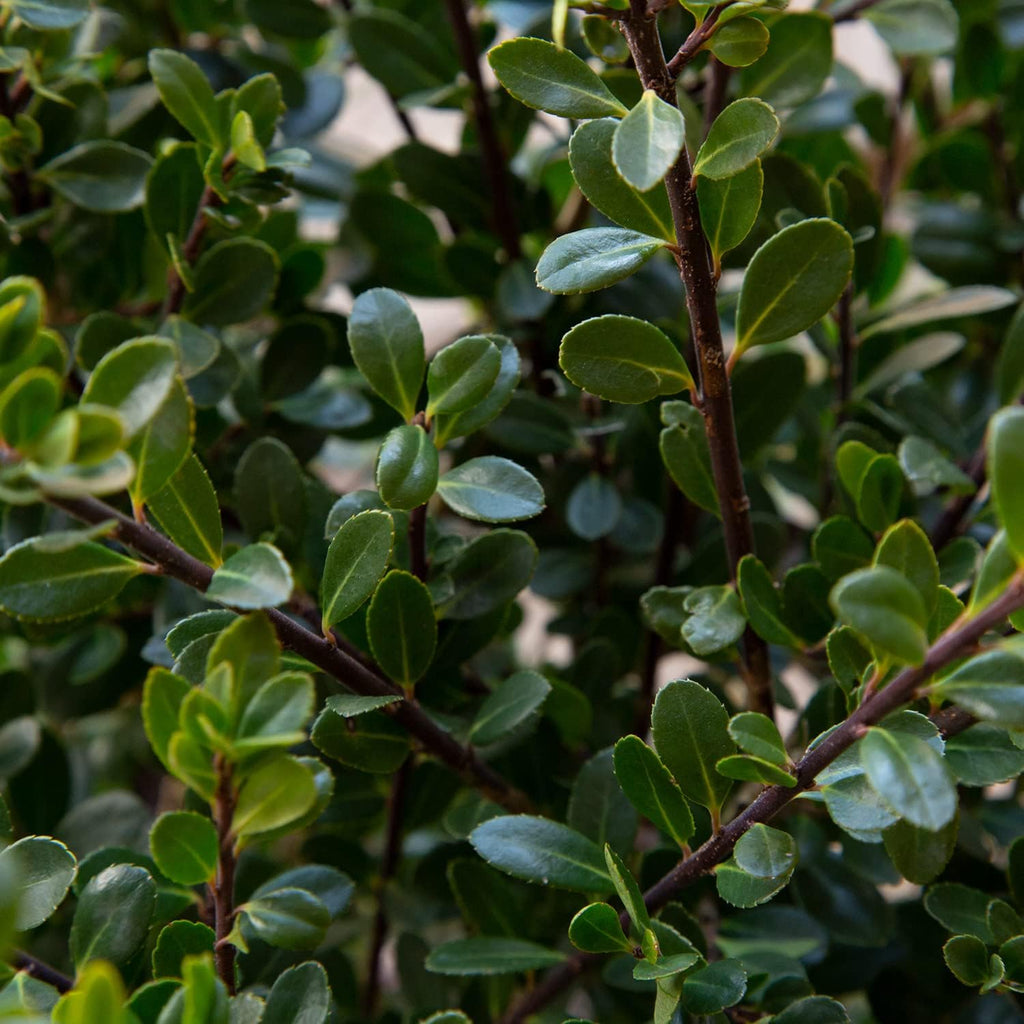 Compacta Japanese Holly Ilex (2.5 Quart) Live Evergreen Landscaping Shrub N254574
