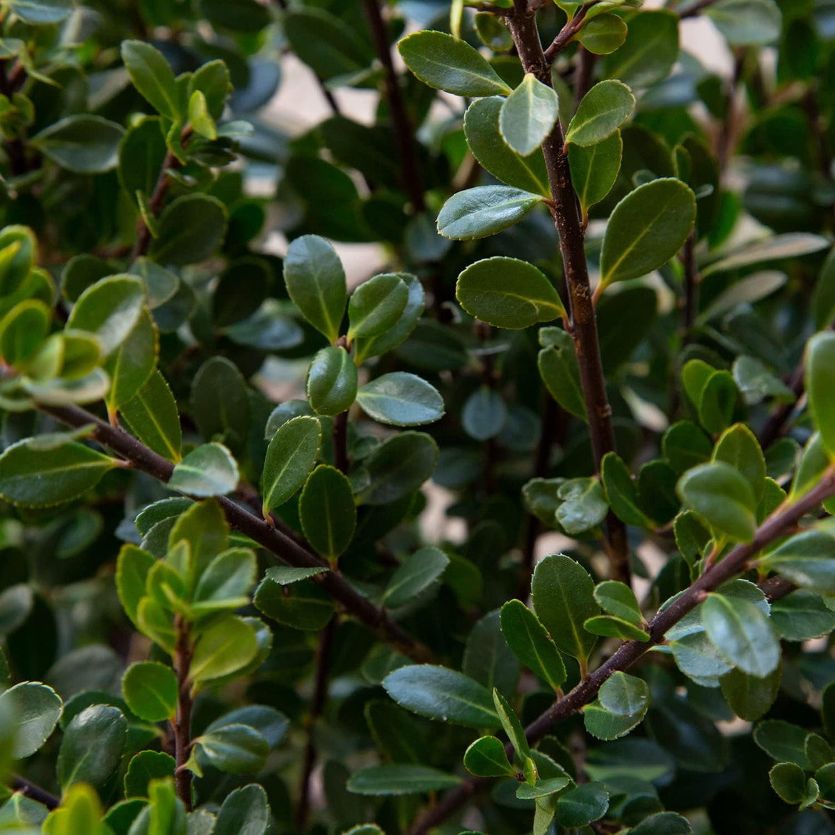 Compacta Japanese Holly Ilex (2.5 Quart) Live Evergreen Landscaping Shrub N254574