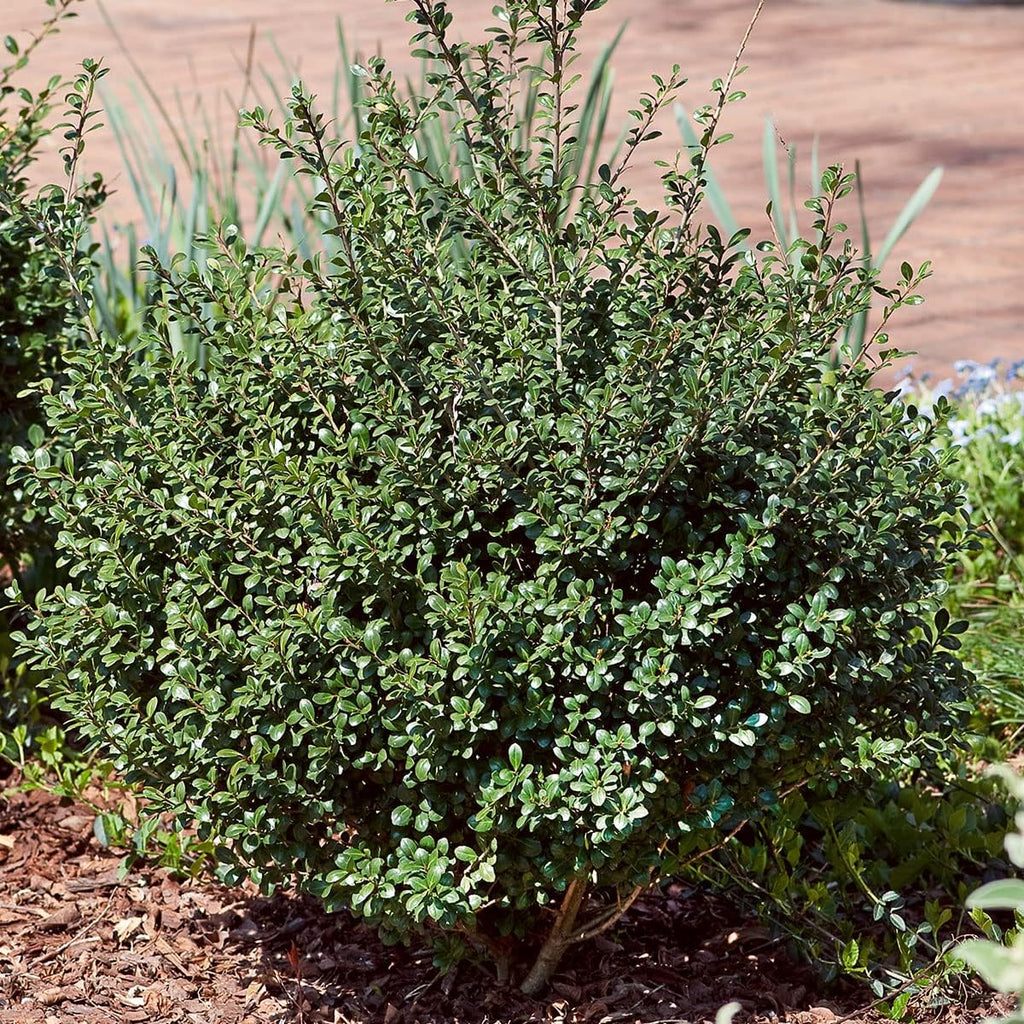 Compacta Japanese Holly Ilex (2.5 Quart) Live Evergreen Landscaping Shrub N254574