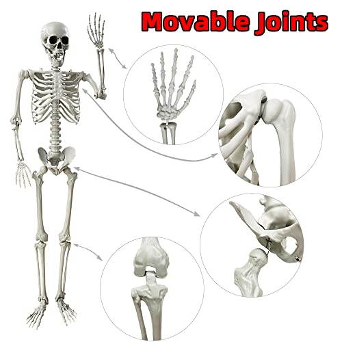 5.4Ft Life Size Skeleton with Movable Joints W1779