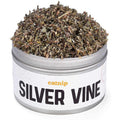 Silver Vine Catnip S273921