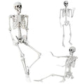 5.4Ft Life Size Skeleton with Movable Joints W1779