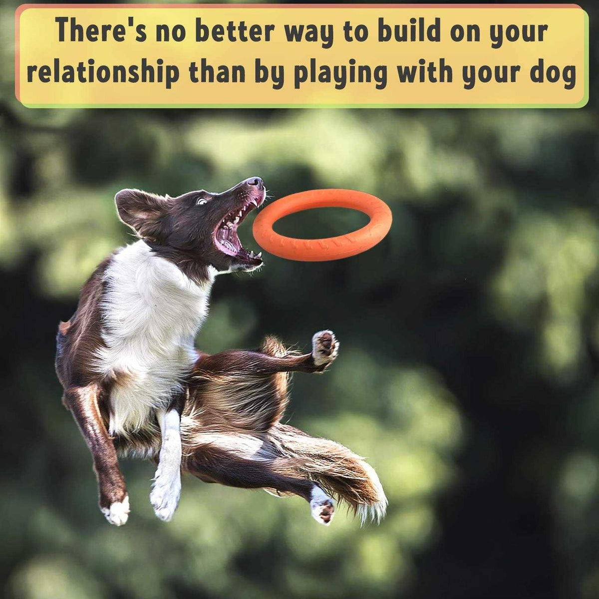 Dog Training Ring and Flying Disc F6469