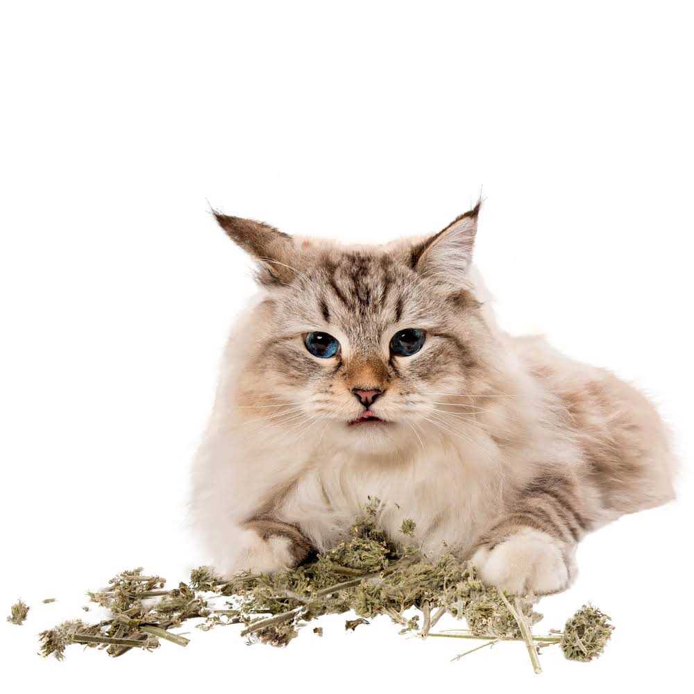 Catnip Buds E7679